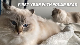 First year after getting our second Ragdoll Cat  Our Cats After 1 Year Together
