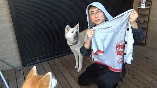 【パーカー犬】秋田犬に犬用パーカー着せようとしてみた！【パーカー君】