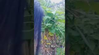 vc sabe #explore #vog#horta #fy #brasil #donadecasa