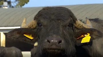 Che animale è il bufalo?