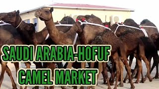 Saudi Arabia | Hofuf Camel Market | Excitement of Camel and sheep Market | Thankuz World