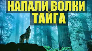 ЗАБЛУДИЛСЯ В ТАЙГЕ НАПАДЕНИЕ ВОЛКОВ УДИВИТЕЛЬНЫЕ ИСТОРИИ ИЗ ЖИЗНИ КАК ЗАЩИТИТЬСЯ ОТ ВОЛКА  НАПАЛИ