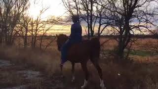 Kelly Masons Beautiful Horses