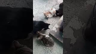 Hayret Verici Alemler Yaratan Allah Inmesajı