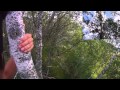 Лазание по деревьям - 2 / Real tree climbing - 2 (2012)