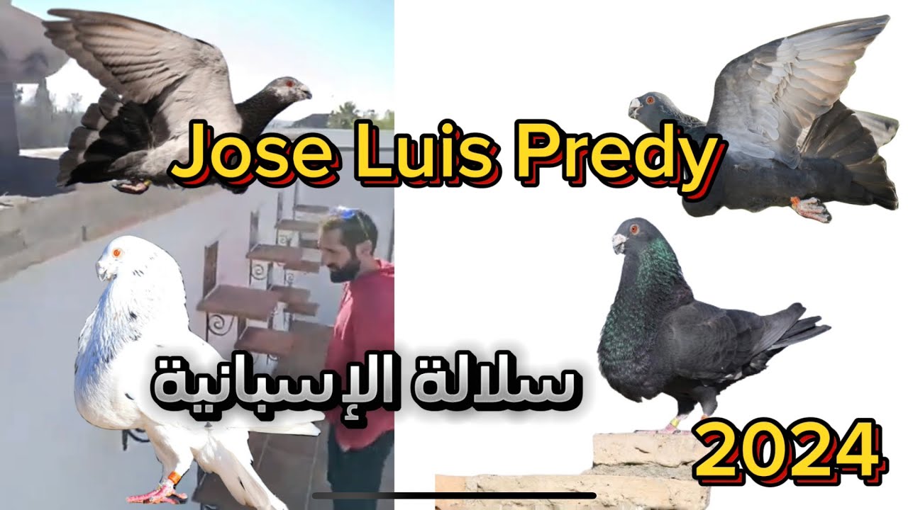 توليعة مع المولوع (José Luis predy) مولوع في المستوى العالي 2024#miguel #2024 #buchon #الجمعة