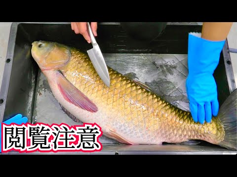 When I cut open the belly of a giant fish, it was so scary that I