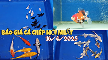 CẬP NHẬT CÁ CHÉP MỚI NHẤT 16/4/2024.