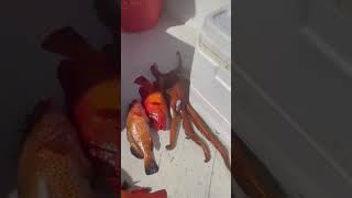 LOOK AT THE COLORS ON THIS OCTOPUS wow viral art fishing bermuda shorts