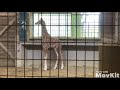 キリンの赤ちゃん　#キリン　#giraffe #zoo