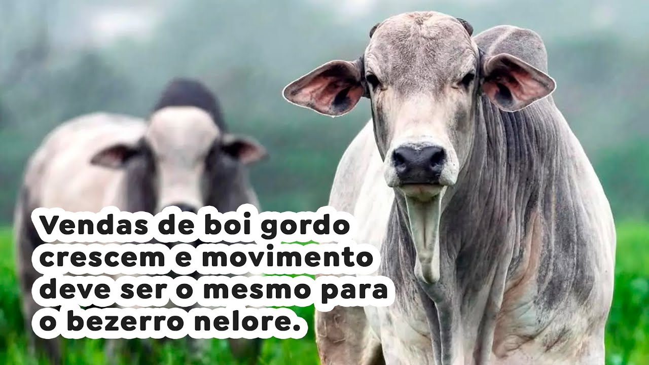Vendas de boi gordo crescem e movimento deve ser o mesmo para o bezerro  nelore - Paracatu Rural ™, image size:1280x720