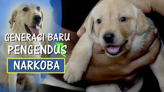 BNN NEWS : PENERUS PENGENDUS BAHAYA NARKOBA