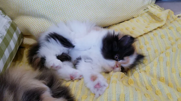 Video 10356141: calico persian kitten playing, adorable playful persian kittens