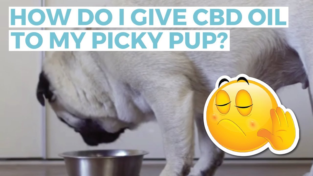 How To Give My Picky Dog CBD Oil??? - YouTube