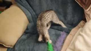 Cute Egyptian Mau Kitten Playing With Feathers by MyEgyptianMau 973 views 10 years ago 1 minute, 36 seconds