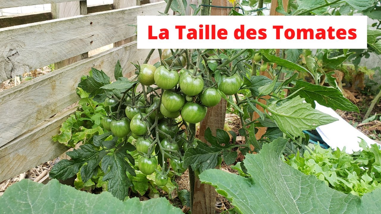 COMMENT ET POURQUOI TAILLER SES TOMATES ?