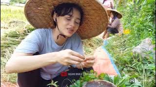 BIKIN NGILER || MAKAN LALABAN MENTAH DIPINGGIR SAWAH SAMBEL KENCUR