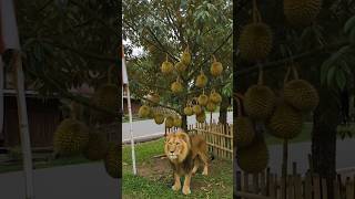 Geram Duriannya Dicuri Warga Nekat Taruh Singa