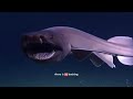 The TOP 10 Deep Sea Creatures That Defy Belief!!😳