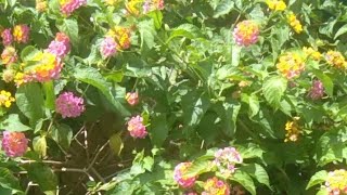 bunga lantana camara ( verbenaceae )
