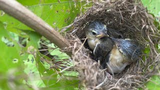 They will learn to fly soon.