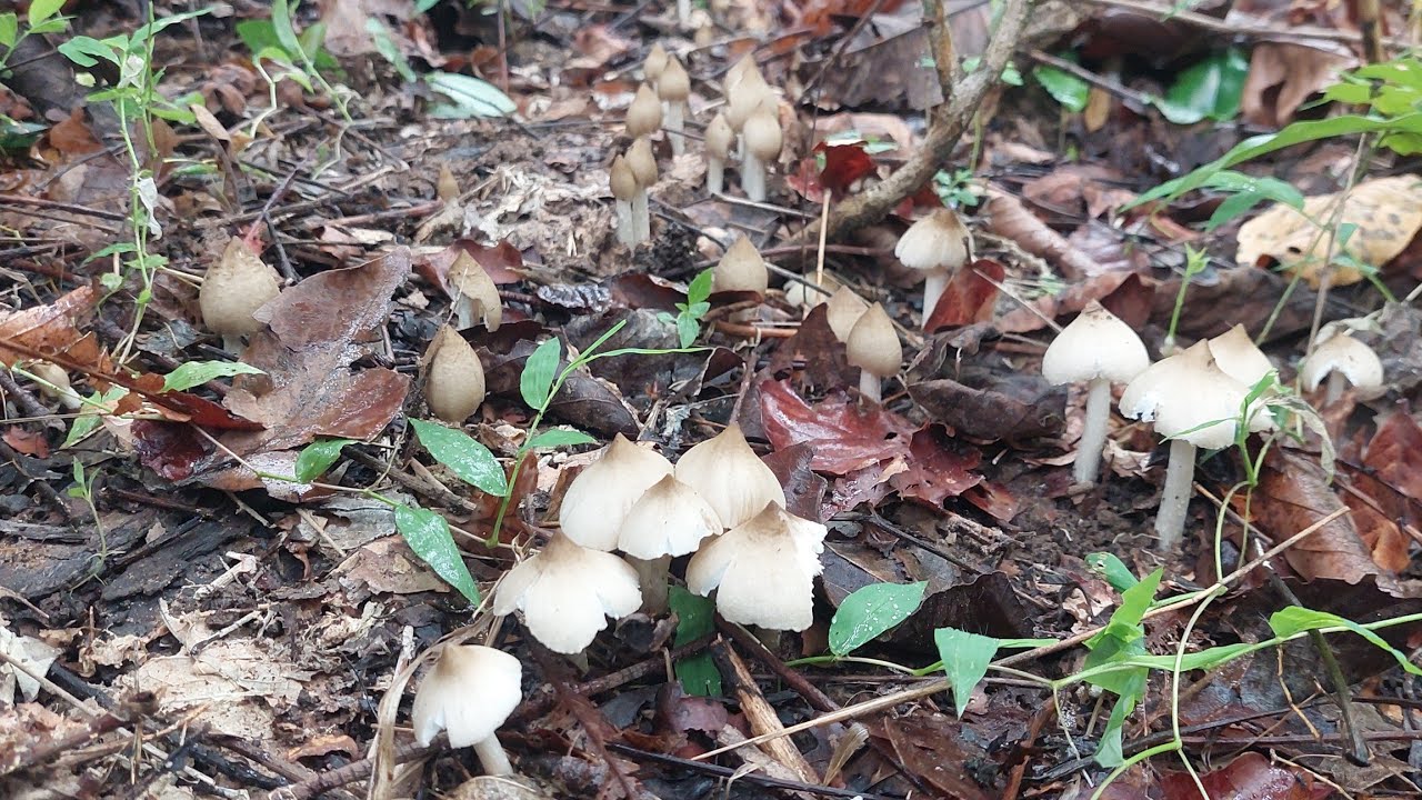 #คราวนี้จะเอาเห็ดปลวกกับยังไงน้องน้ำเจอเห็ดปลวกหมู่ใหญ่