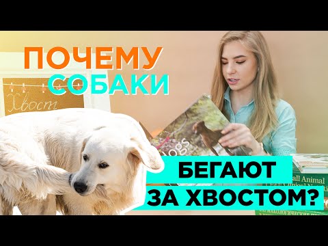 Видео: Почему собаки гоняются за своими хвостами?