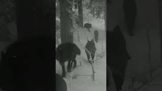 Kurt Sürüsü Yürüyüş Düzeni