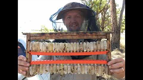 Kde se dostali koně do Austrálie?