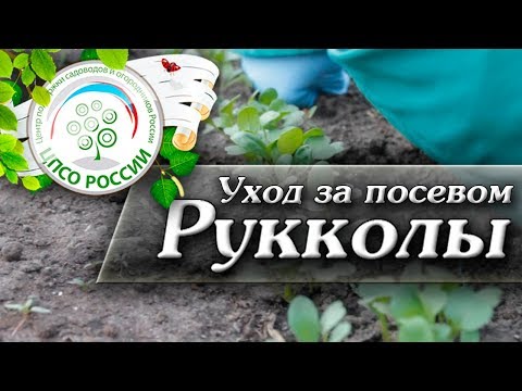 🌿 Выращивание и уход за Рукколой. Как вырастить рукколу.