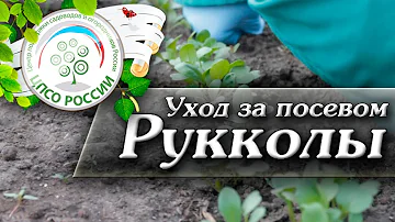 🌿 Выращивание и уход за Рукколой. Как вырастить рукколу.