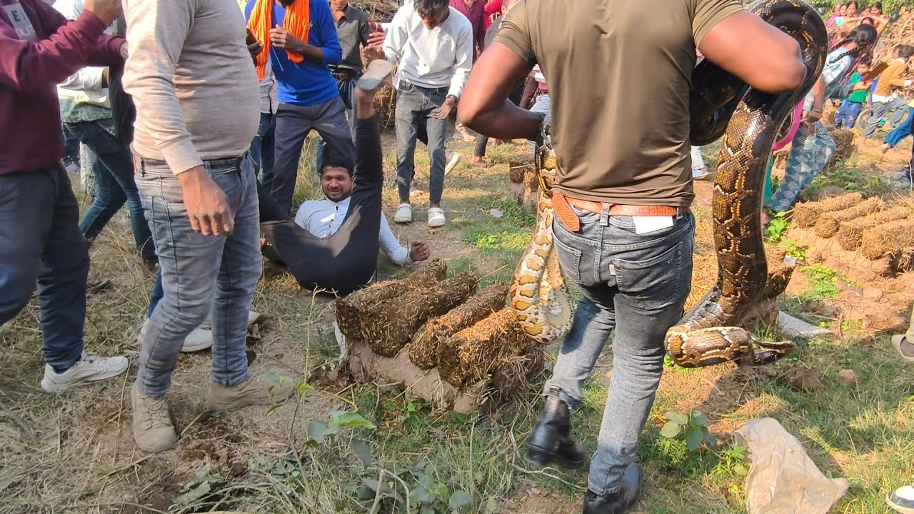 अजगरों के आतंक से पूरा गांव डरा हुआ था 😱 फिर कैसे इन सभी सांपों को बाहर निकाला।
