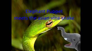 Elephant Puppet meets the asian vine snake