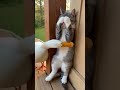 真正的躲貓貓。#funny #cat #cute#ai