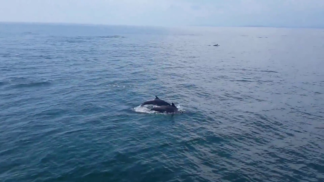 Spotted Dolphins, Golfo Dulce. Costa Rica