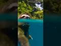 Sloth traveling in water animals wild wildanimals wildlife beach sloth water