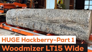 Huge Hackberry Log Part 1