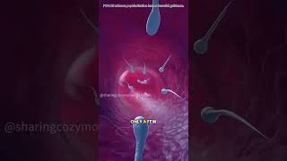 How Conception works (3D Animation)#conception #fertilization #egg conception