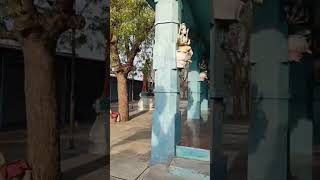 #engal Kula deivam veeralakshmi Amman,,🙏🙏❤️