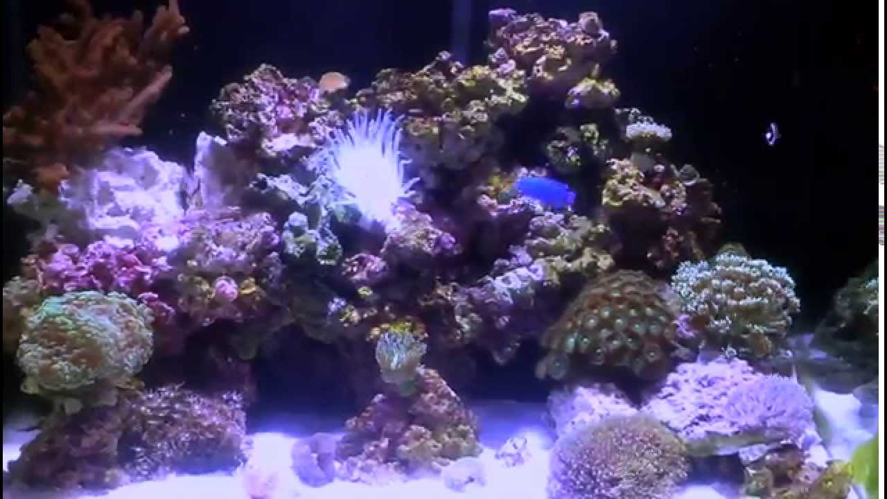 56 Gallon Tall Simple Reef Setup