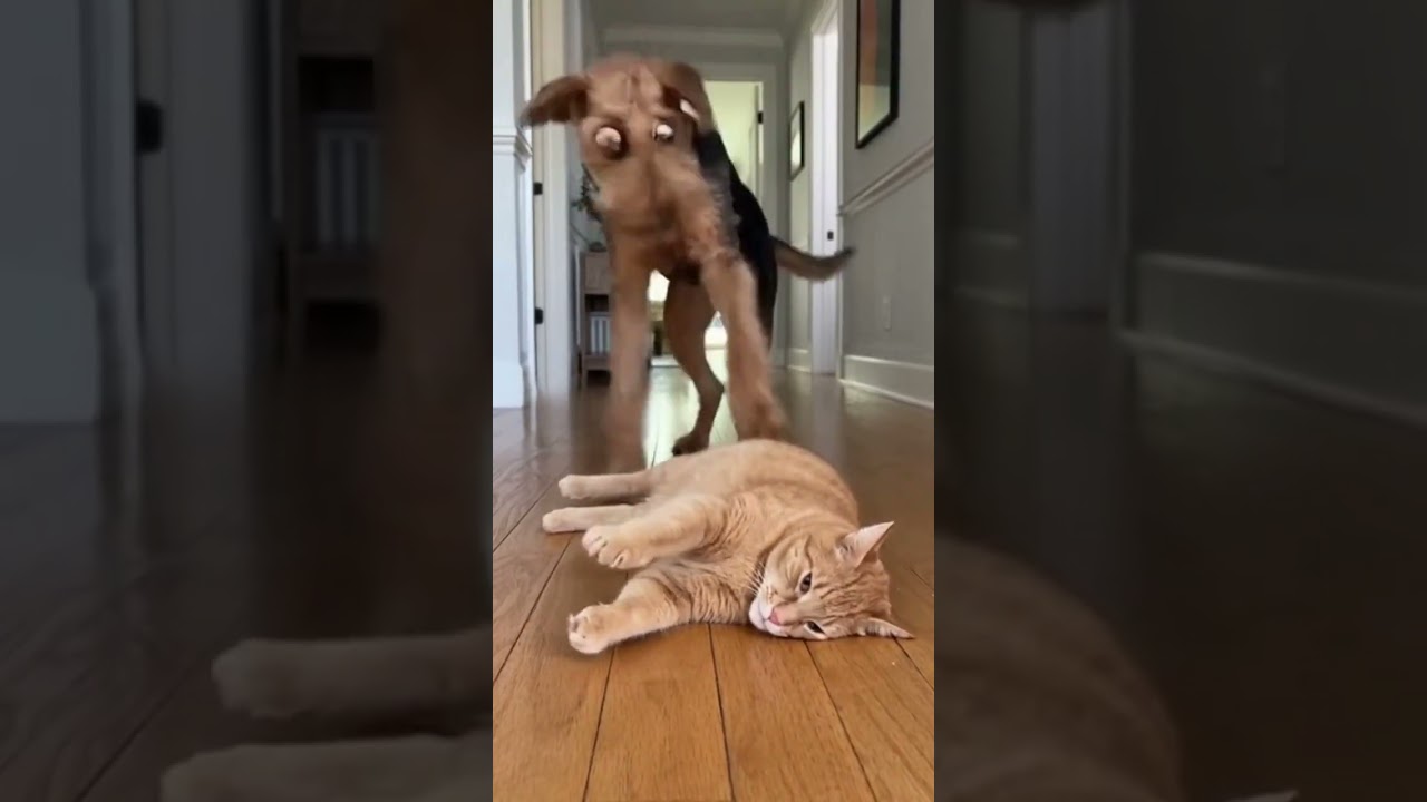 Cat Dominates Hallway, Annoying the Dog