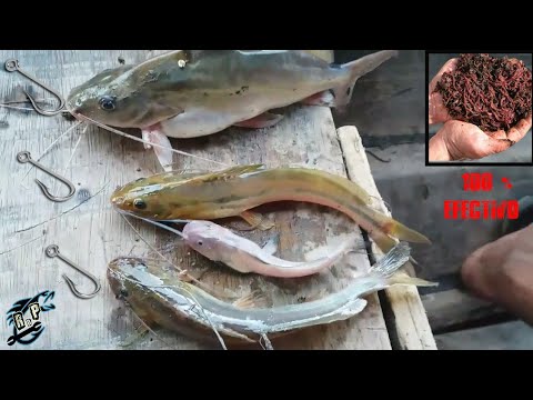 Video: Cómo Pescar Bagre En Un Kwok