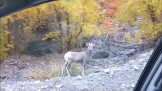 Alpine Loop American Fork Utah October 2017