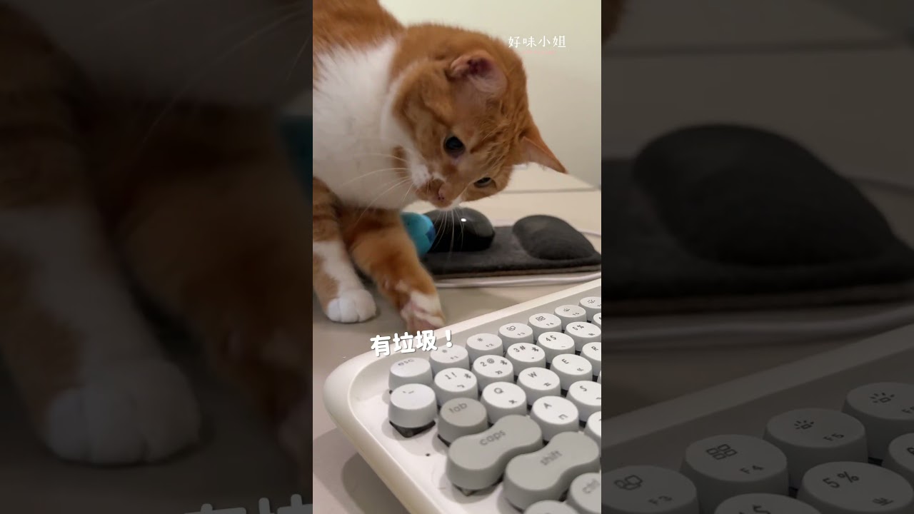 我是家事小幫手 🧹 #寵物 #cat #貓咪 #貓咪日常 #貓 縮圖