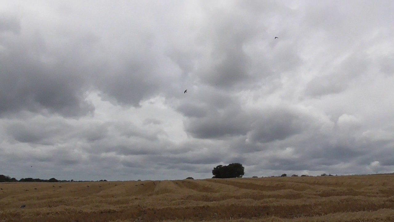 Decoying Wood Pigeon Over The Enforcer Decoys & Flying Decoys YouTube