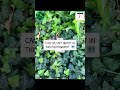 NATURE MEME 🗺️ • #mothernature #naturenews #naturephotos #memesvideo #memes #ispy #groot #games #i9