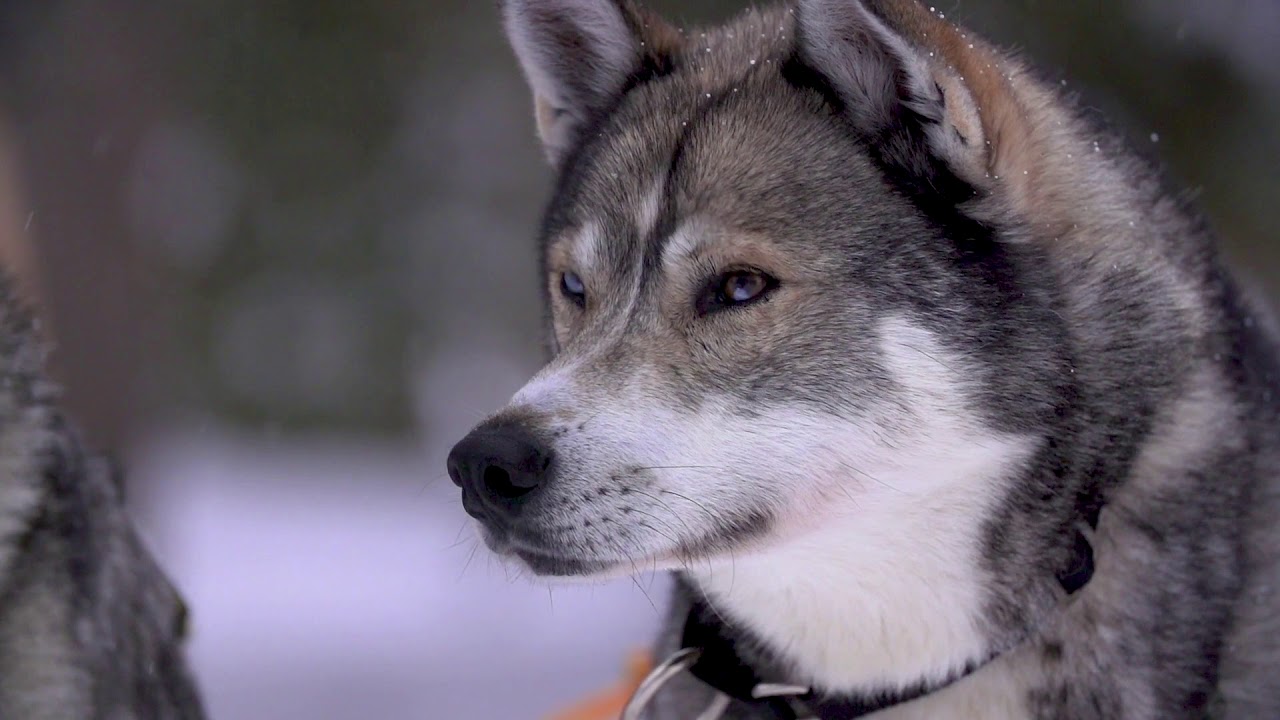 NORTHERN LIGHTS RANCH COMMERCIAL