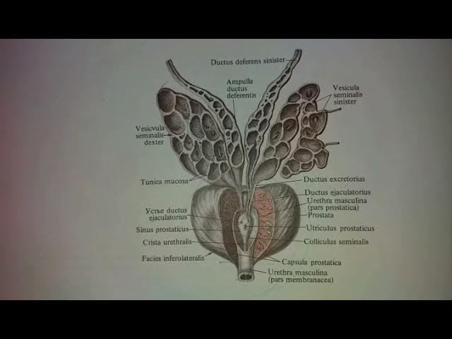 Rus pornosini onlayn tomosha qiling: Mistress and Slave Supermarketda mini yubka kiygan ayolning külotsiz videosi