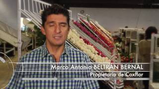 COXFLOR, FLORES ESTADO DE MEXICO