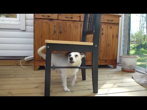 Video: Gamla förändringar i hundens beteende